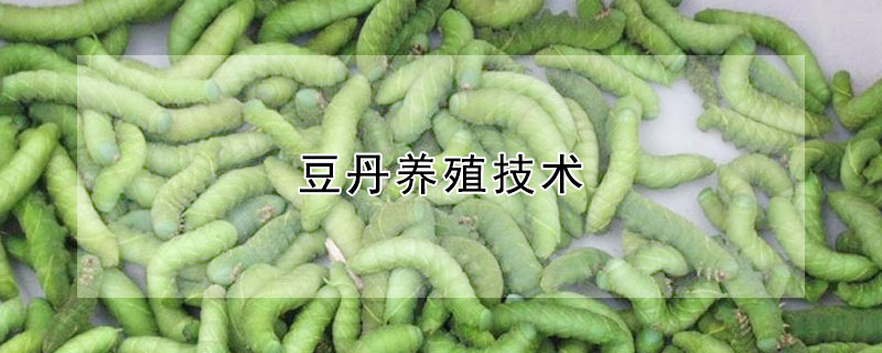 豆丹養(yǎng)殖技術(shù)