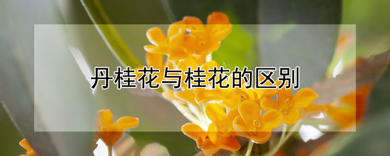 丹桂花與桂花的區(qū)別