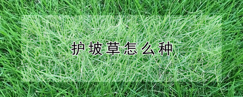 護(hù)坡草怎么種