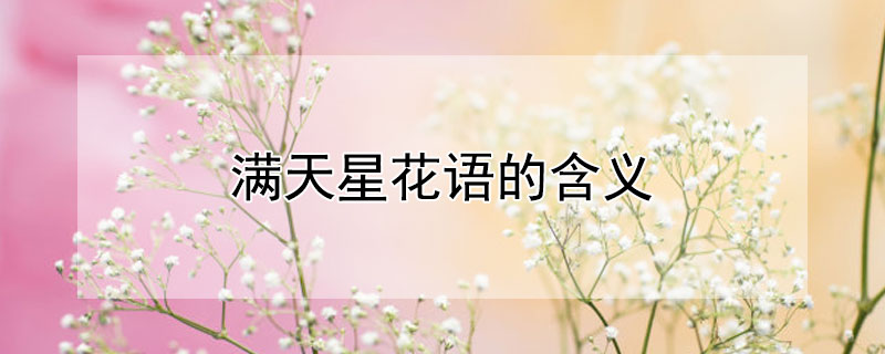 滿天星花語的含義