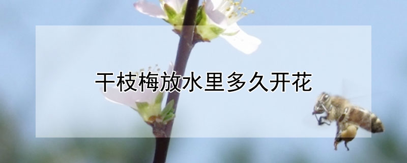 干枝梅放水里多久開花