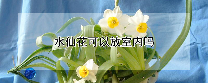 水仙花可以放室內嗎