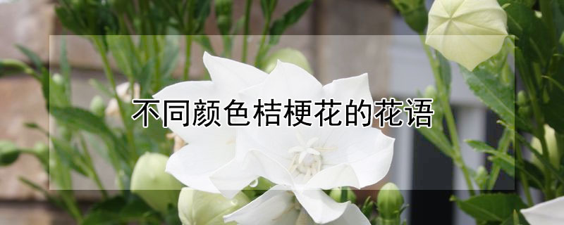 不同顏色桔梗花的花語