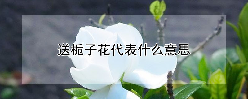 送梔子花代表什么意思