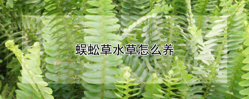 蜈蚣草水草怎么養(yǎng)