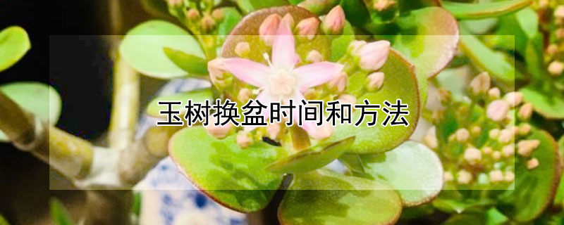 玉樹換盆時(shí)間和方法