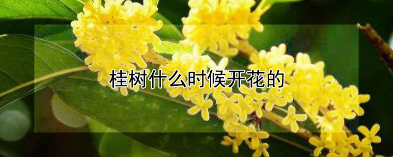 桂樹什么時(shí)候開花的