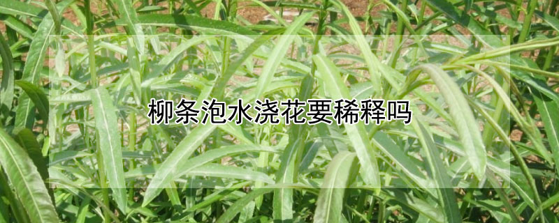 柳條泡水澆花要稀釋嗎