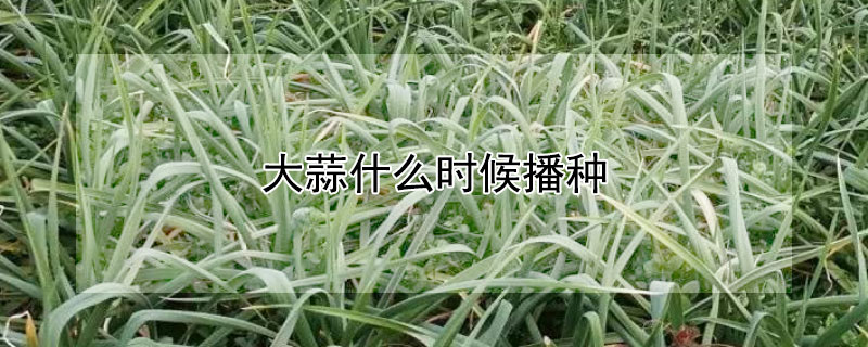 大蒜什么時(shí)候播種