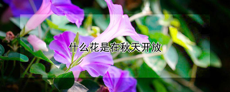 什么花是在秋天開放