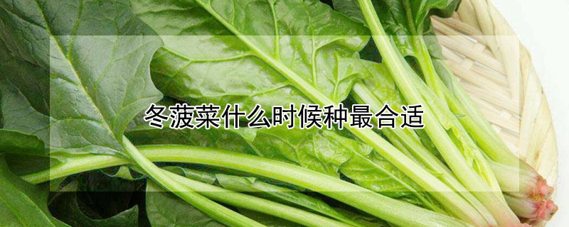 冬菠菜什么時候種最合適