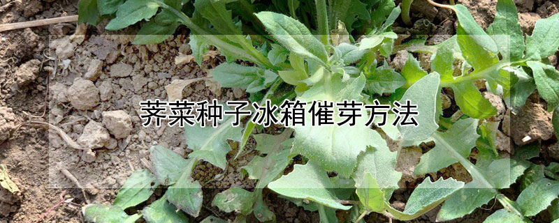 薺菜種子冰箱催芽方法