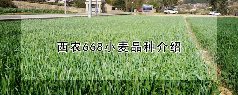 西農(nóng)668小麥品種介紹