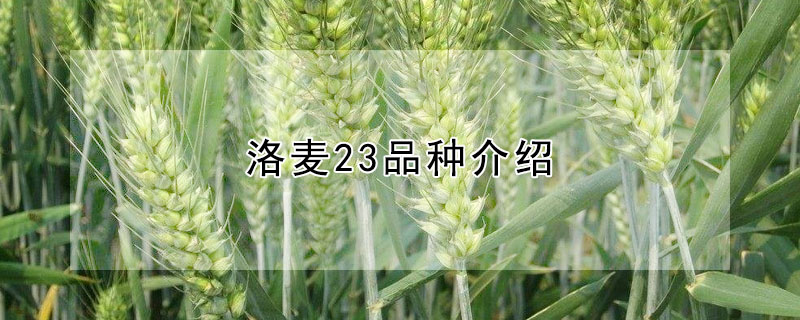 洛麥23品種介紹