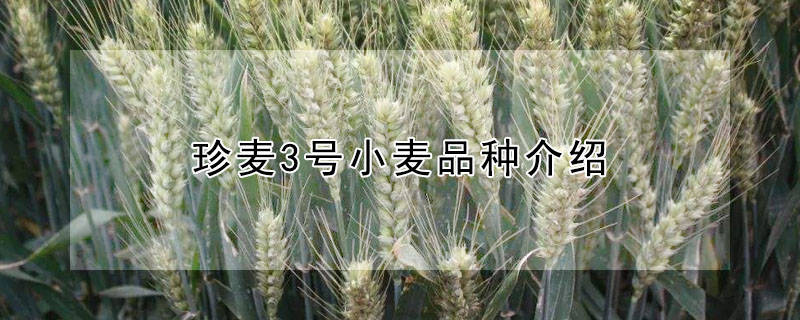 珍麥3號(hào)小麥品種介紹