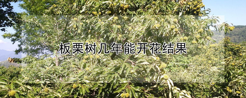 板栗樹幾年能開花結果