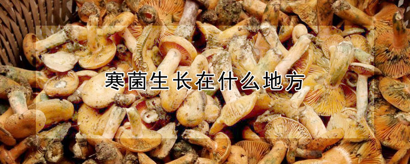 寒菌生長在什么地方