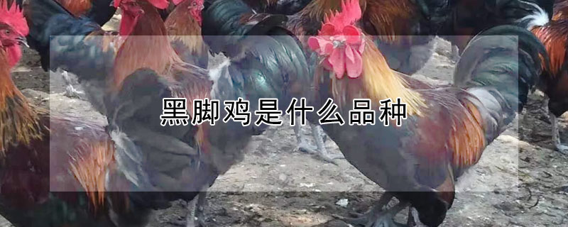 黑腳雞是什么品種