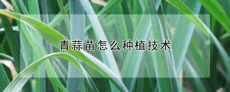 青蒜苗怎么種植技術(shù)