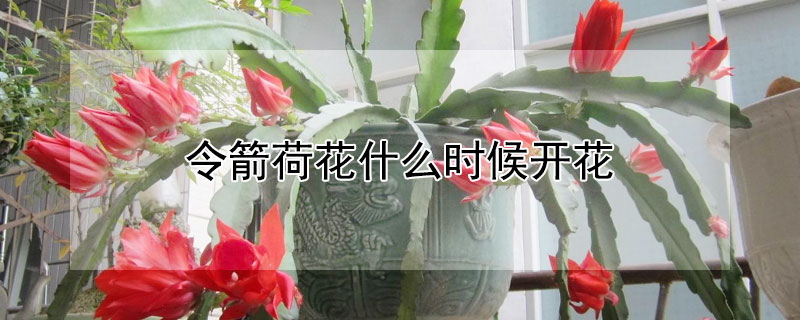 令箭荷花什么時候開花