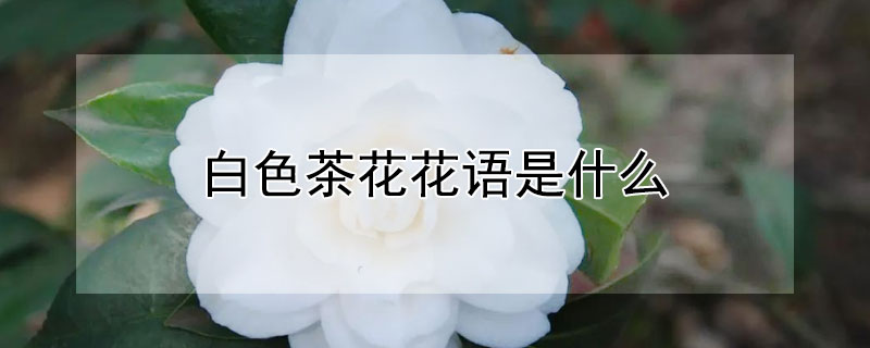 白色茶花花語是什么