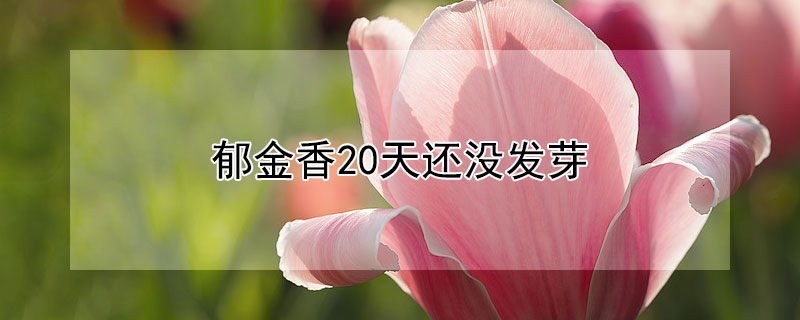 郁金香20天還沒發(fā)芽