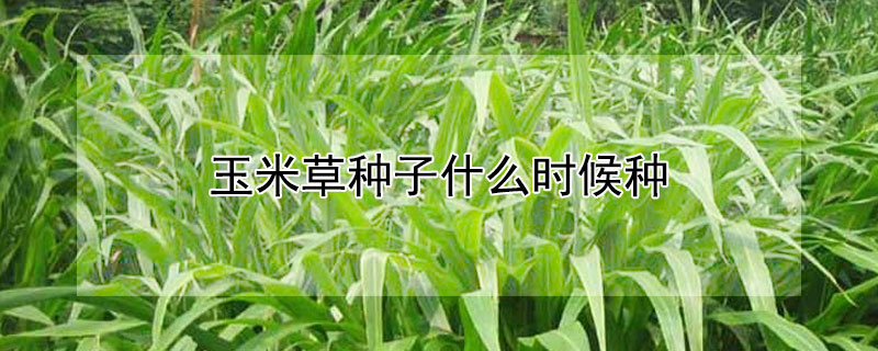 玉米草種子什么時(shí)候種