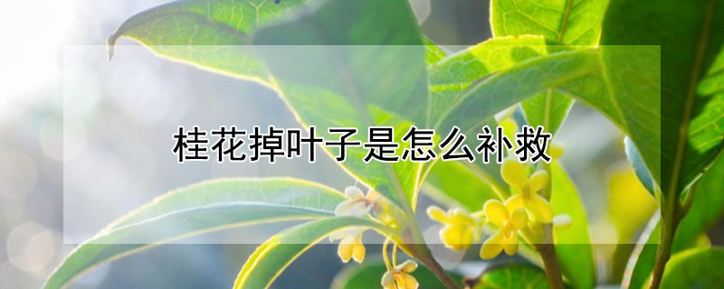 桂花掉葉子是怎么補救