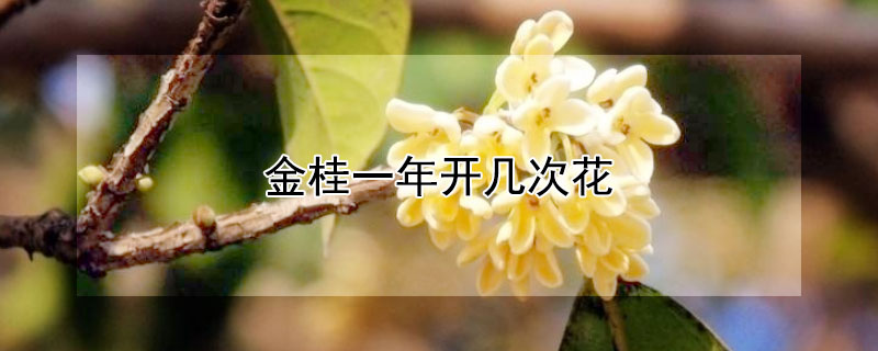 金桂一年開(kāi)幾次花