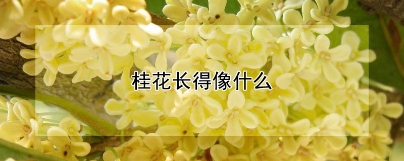 桂花長(zhǎng)得像什么