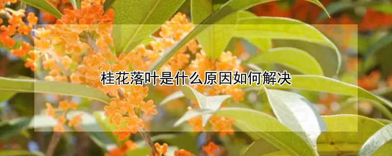 桂花落葉是什么原因如何解決