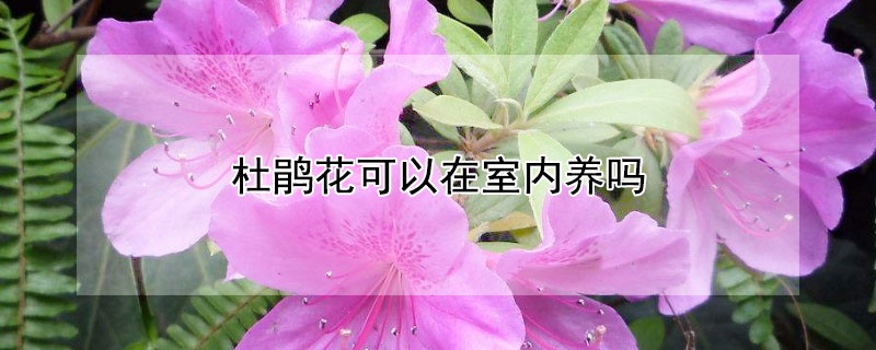 杜鵑花可以在室內養嗎