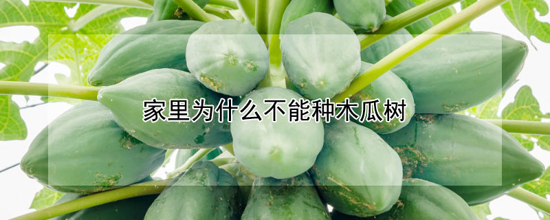 家里為什么不能種木瓜樹