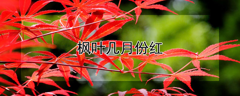 楓葉幾月份紅