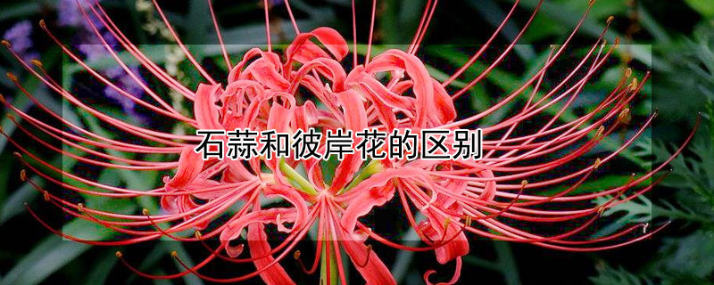 石蒜和彼岸花的區(qū)別