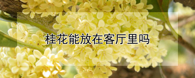 桂花能放在客廳里嗎