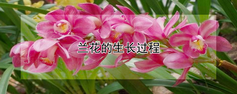 蘭花的生長(zhǎng)過(guò)程