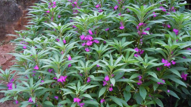 鳳仙花傳播種子的方法