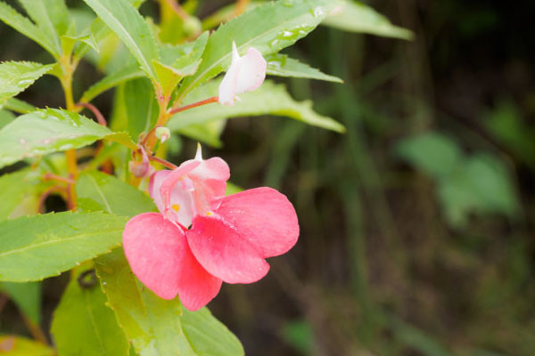 鳳仙花傳播種子的方法