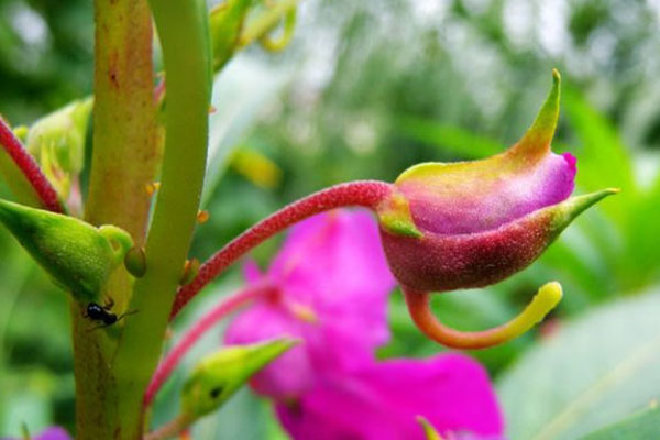 鳳仙花傳播種子的方法