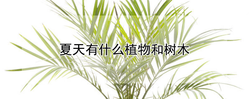 夏天有什么植物和樹木