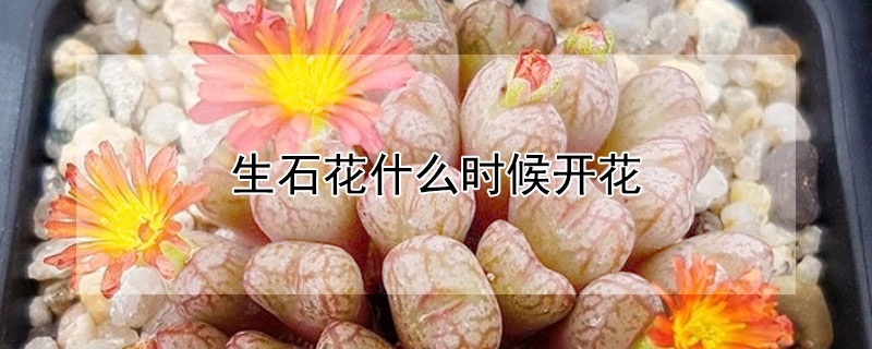 生石花什么時候開花