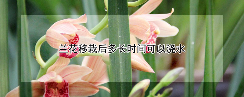 蘭花移栽后多長時間可以澆水