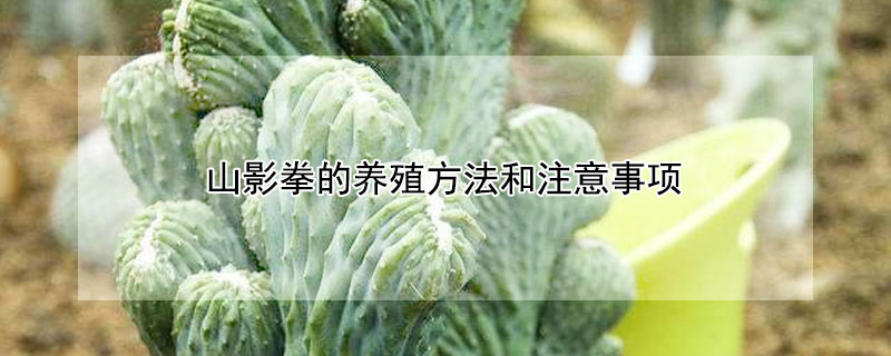 山影拳的養殖方法和注意事項