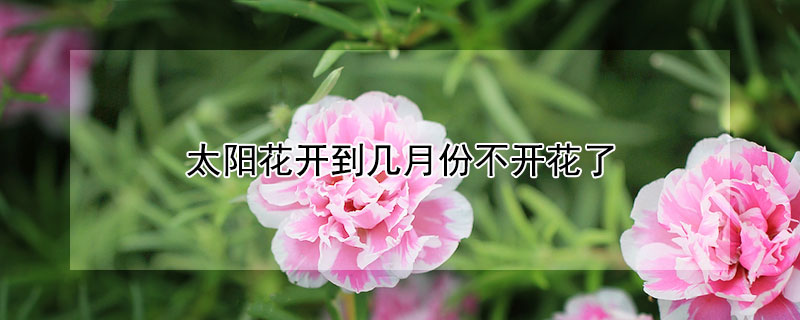 太陽花開到幾月份不開花了