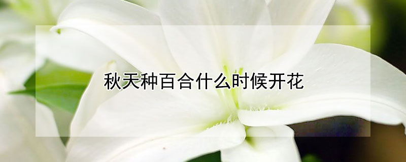 秋天種百合什么時候開花