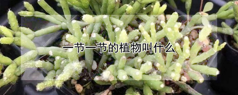 一節一節的植物叫什么