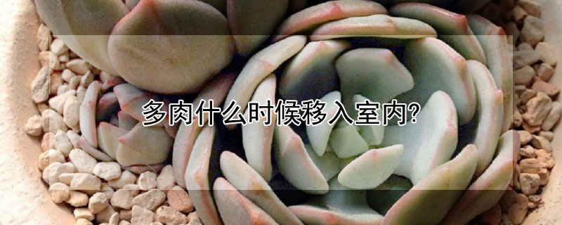 多肉什么時候移入室內?