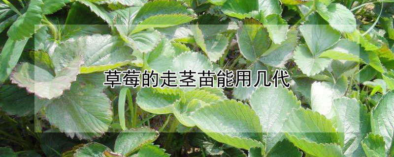 草莓的走莖苗能用幾代