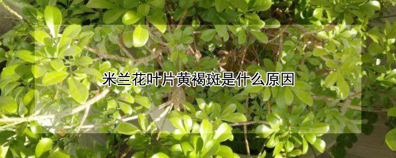 米蘭花葉片黃褐斑是什么原因